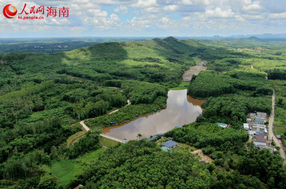 澄迈县效古村：沉香飘香产业旺 乡村振兴有奔头