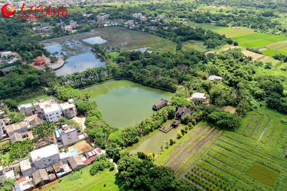 澄迈塘口村：荷香景美入画来 乡村旅游正当时