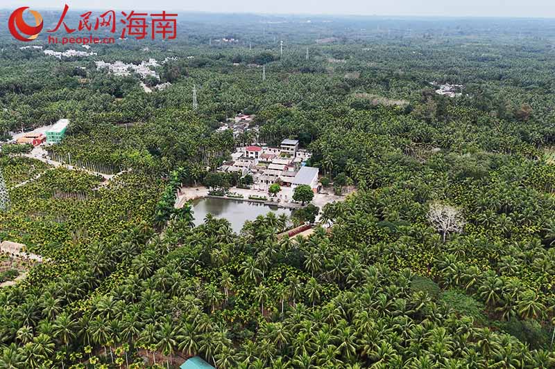 文昌加昌村：一片斑兰叶串起的乡村振兴新故事