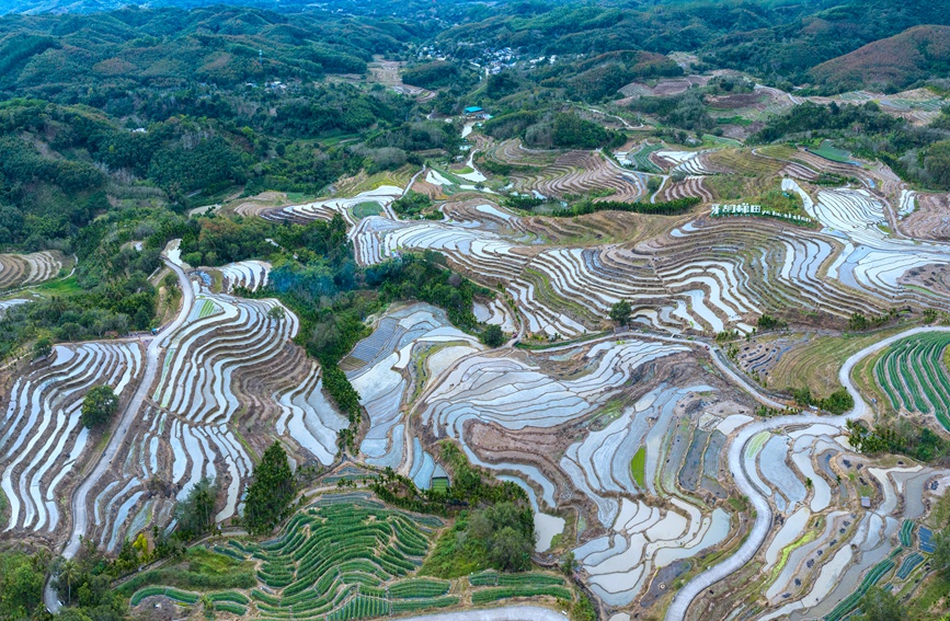 牙胡梯田的早稻种植已经全面展开。孟志军摄