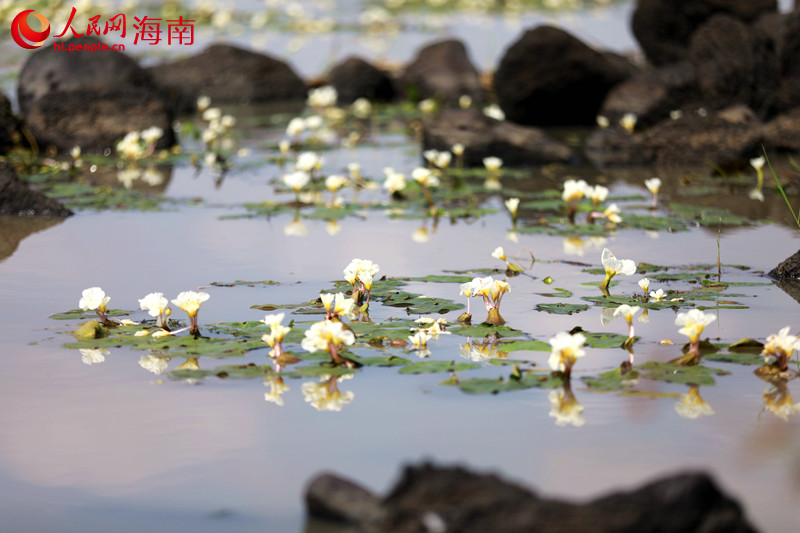海口市龙华区遵谭镇龙合村水菜花连片盛开。 人民网 孟凡盛摄
