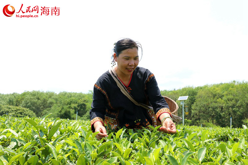 白沙：一个充满茶香的地方