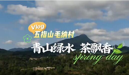 五指山毛纳村：青山绿水茶飘香