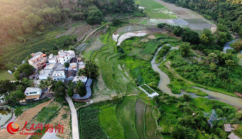 五指山毛纳村：茶香四溢 日子更旺