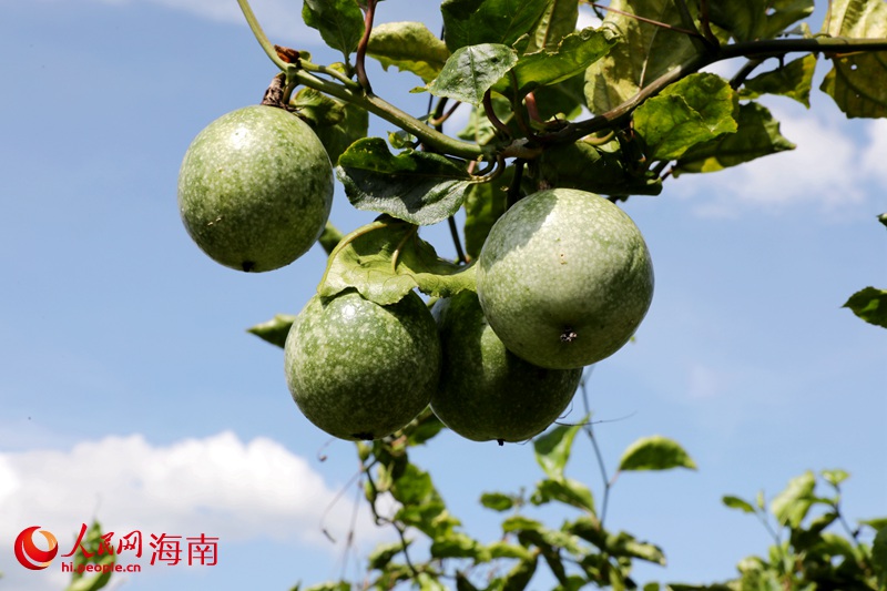 ��ָɽë���������������� ����ƽ��