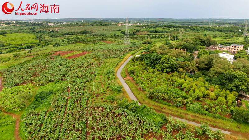 福山镇敦茶村委会洋道村的石榴地。 人民网 孟凡盛摄