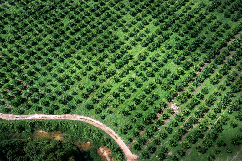 柚子种植基地。 陈权摄