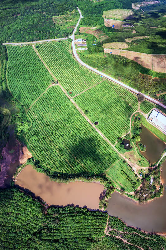 柚子种植基地。 陈权摄