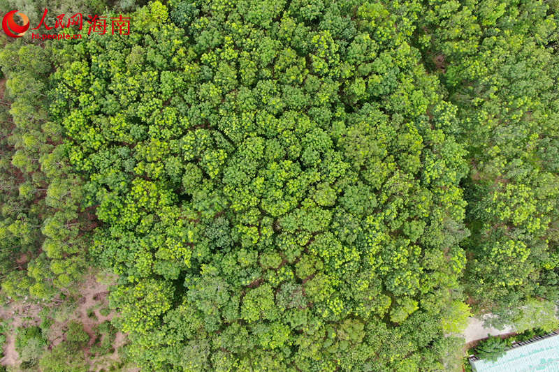 澄迈县效古村沉香种植园。 孟凡盛摄