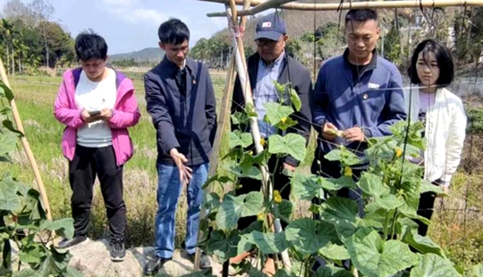 生态科技特派员范琼、张群、田海到田间地头指导青瓜种植户。