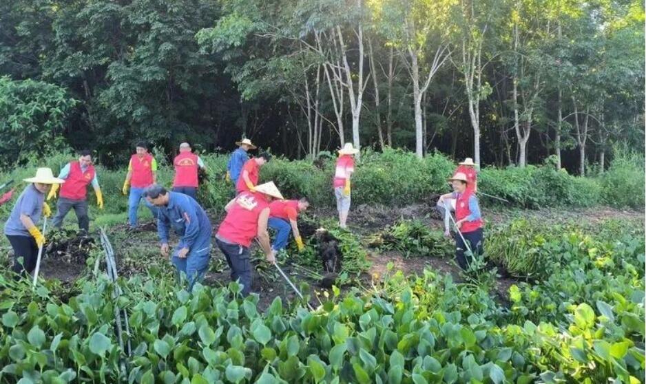 白沙七坊镇“红色堤坝”水浮莲清理志愿服务队